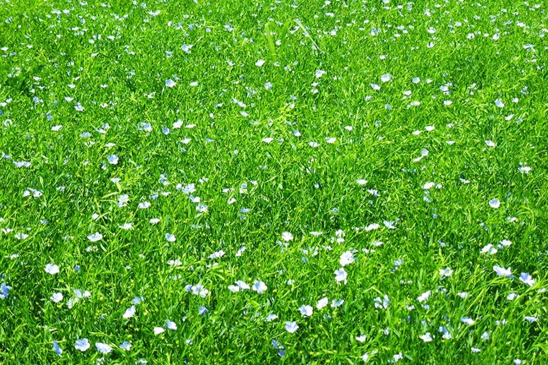 种植基地