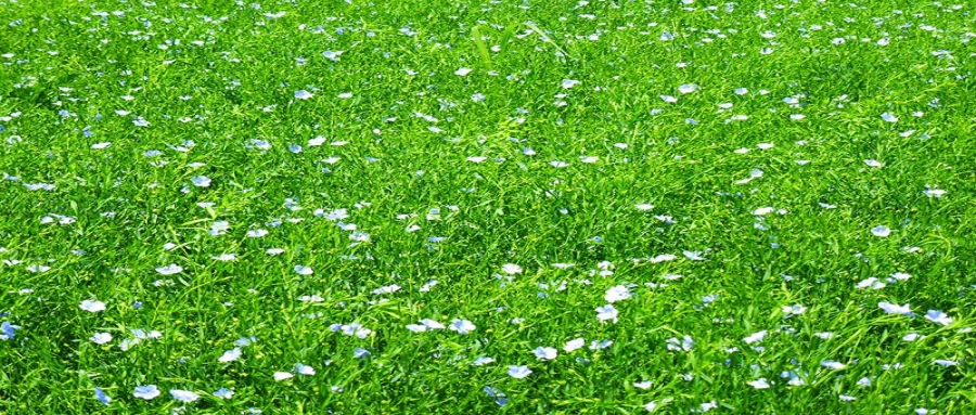 种植基地