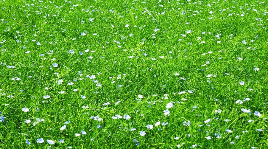 种植基地